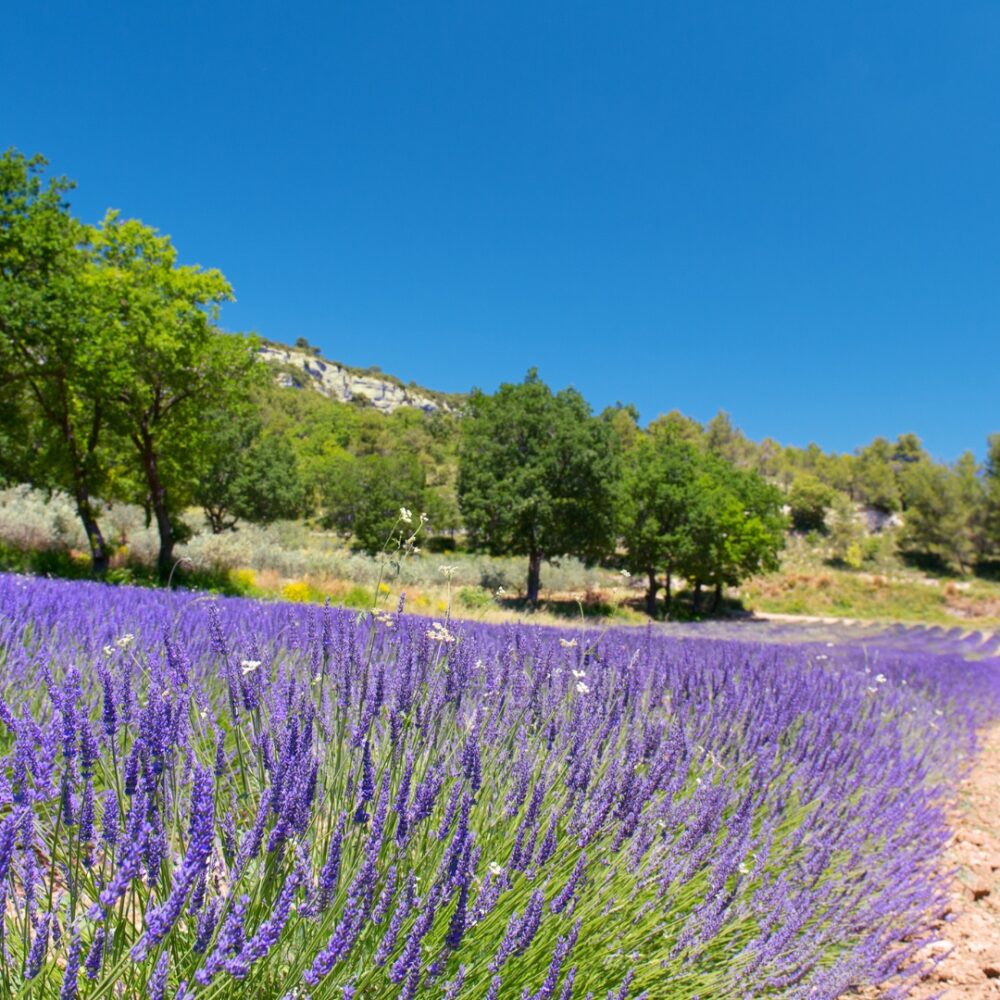 champ-lavande